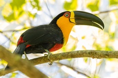 Ramphastos vitellinus ariel