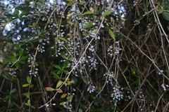Berberis glaucocarpa