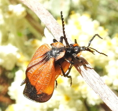 Lycus palliatus