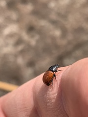 Aphodius pedellus