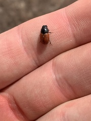Aphodius pedellus