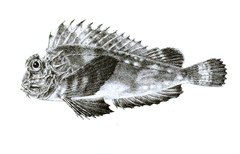 Orangebanded Stingfish photo 4