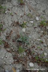 Atractylis cancellata