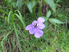 Ennealophus foliosus