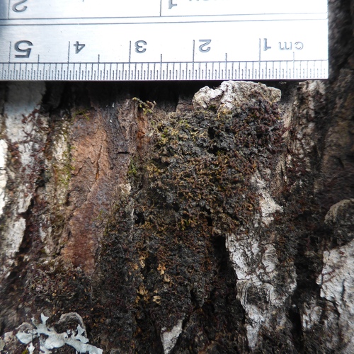 Collema leptaleum image