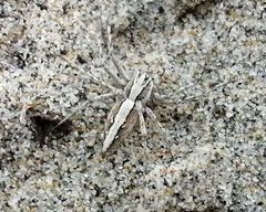 Oxyopes tridens