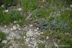 Atractylis cancellata