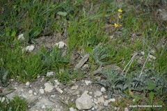 Atractylis cancellata