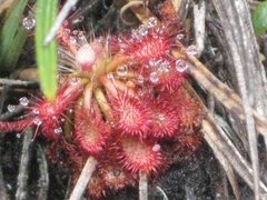 Drosera roraimae