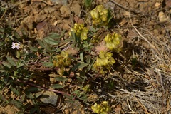 Astragalus obscurus