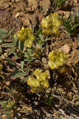 Astragalus obscurus