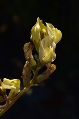 Astragalus obscurus