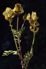Astragalus obscurus