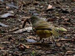 Pachycephala olivacea