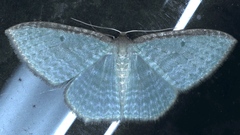 Poecilasthena pulchraria
