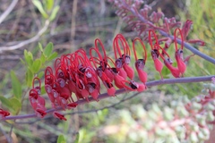 Grevillea dryandri