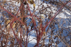Rubus phoenicolasius