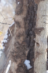 Toxicodendron radicans