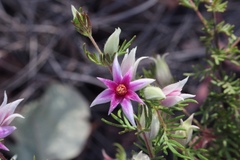 Boronia lanuginosa