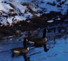 Branta canadensis