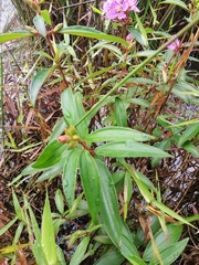 Melastoma malabathricum