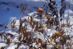 Dichanthelium clandestinum