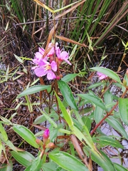 Melastoma malabathricum