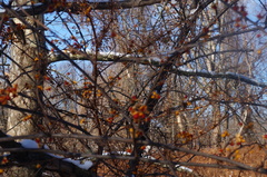 Celastrus orbiculatus