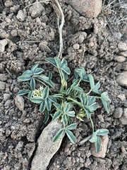 Trifolium gymnocarpon