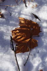 Platanus occidentalis