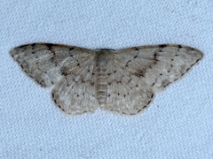 Idaea halmaea