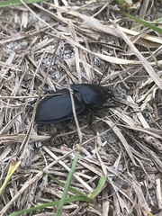 Pasimachus subsulcatus