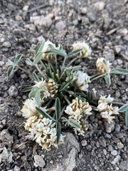 Trifolium gymnocarpon