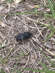 Pasimachus subsulcatus