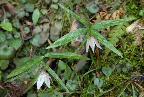 Fritillaria ayakoana iNat (1)