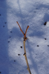 Platanus occidentalis