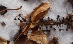 Phytolacca americana