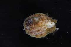 Crepidula ustulatulina