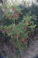Photinia davidiana