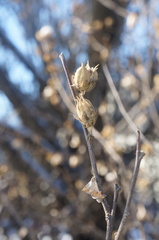 Hibiscus syriacus