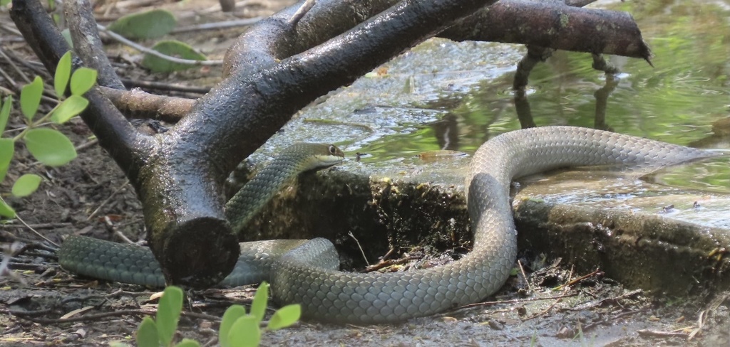 Ruthven's Whipsnake
