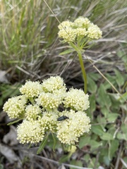 Eriogonum compositum