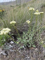 Eriogonum compositum