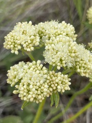 Eriogonum compositum