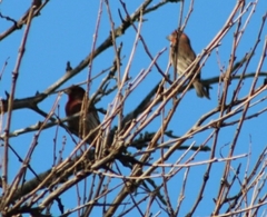 Haemorhous mexicanus