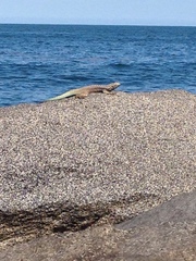 Microlophus atacamensis