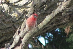 Haemorhous mexicanus