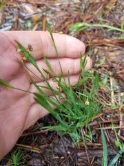 Sisyrinchium rosulatum
