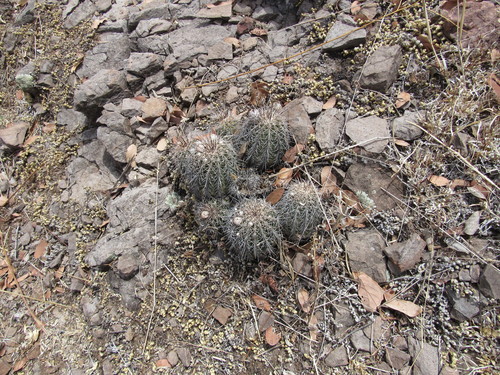 Image of Echinocereus stoloniferus by (c) Jonathan Rodriguez, some rights reserved (CC BY)