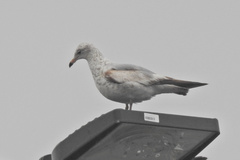 Larus delawarensis